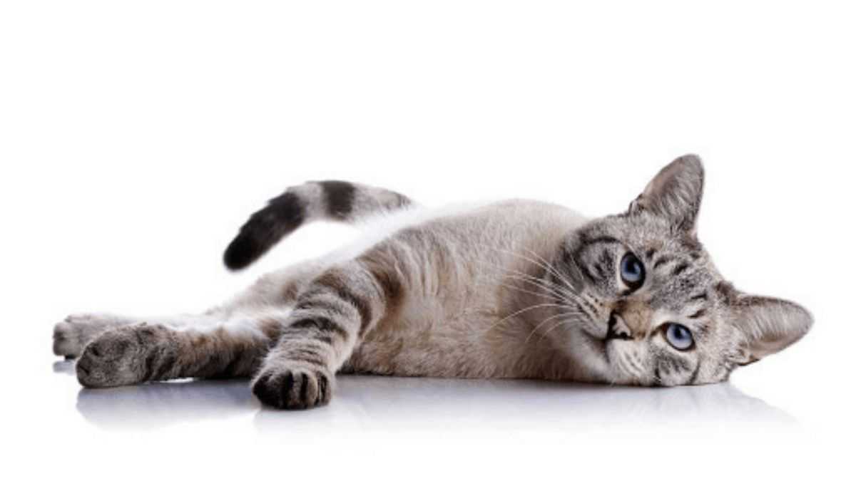 Could pets be next for weight loss drugs? Here's what to know about a clinical study for cats.