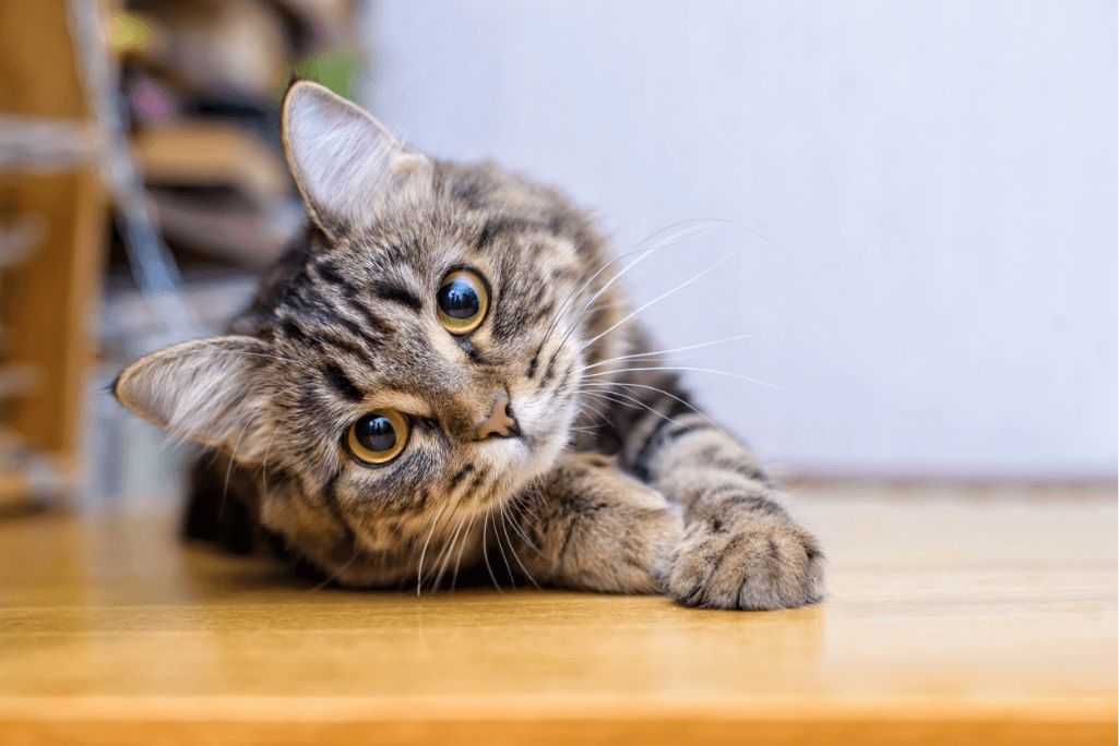 ‘Needy’ cat returned to shelter after surviving Los Angeles wildfire finds a new home