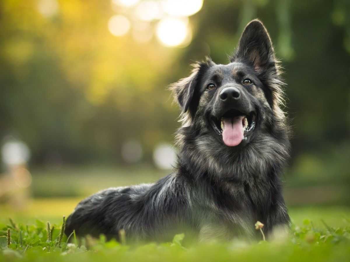 Some dogs can pick up hundreds of words – do they learn like children?