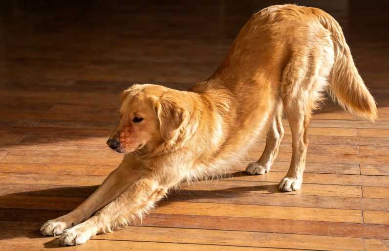 Why Do Dogs Stretch When They Greet You?