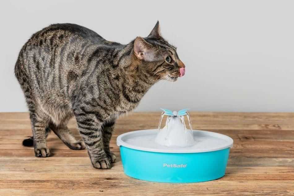 Your cats are killers – and scientists have thousands of videos to prove it