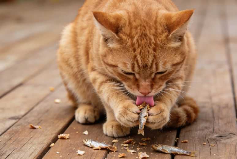 6 Healthy Treat Ideas for Cats
