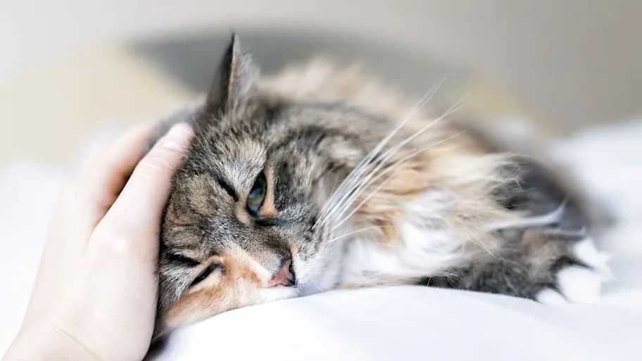 Are cats ‘vegan’ meat eaters? Study finds why isotopic fingerprint of cat fur could trick us into thinking that way