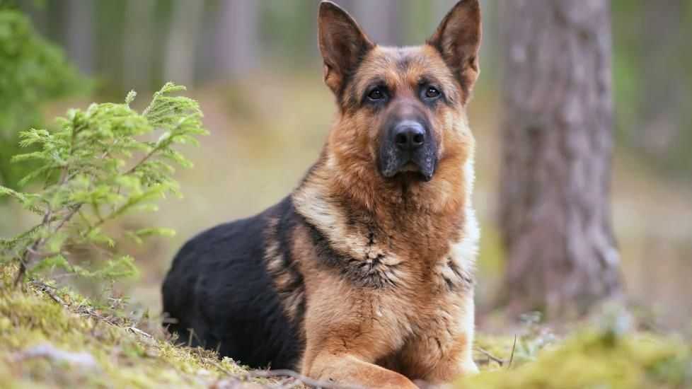 Autistic dogs? Neurodiversity in our pets and what it might mean for us