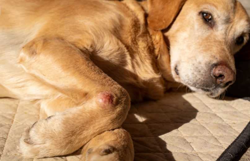 Dog Arthritis Treatment: How To Help a Dog With Arthritis