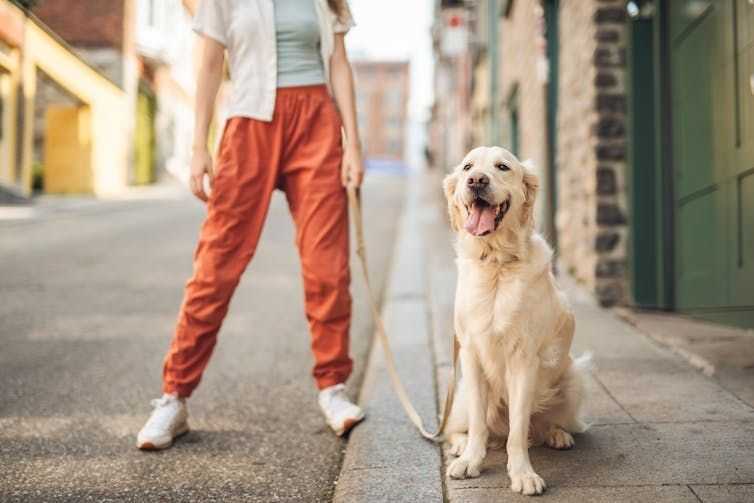 Golden retriever and human behaviour may be linked by the same genes