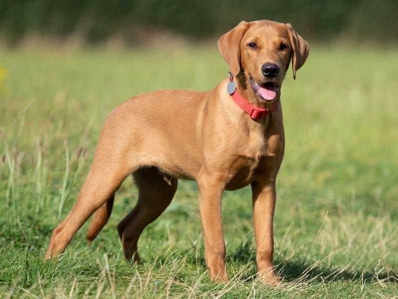 Humans are bad at reading dogs’ emotions – but we can learn to do better