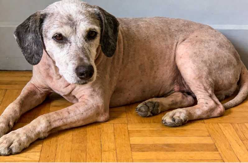 Senior Dog Care: How to Manage Common Health Issues