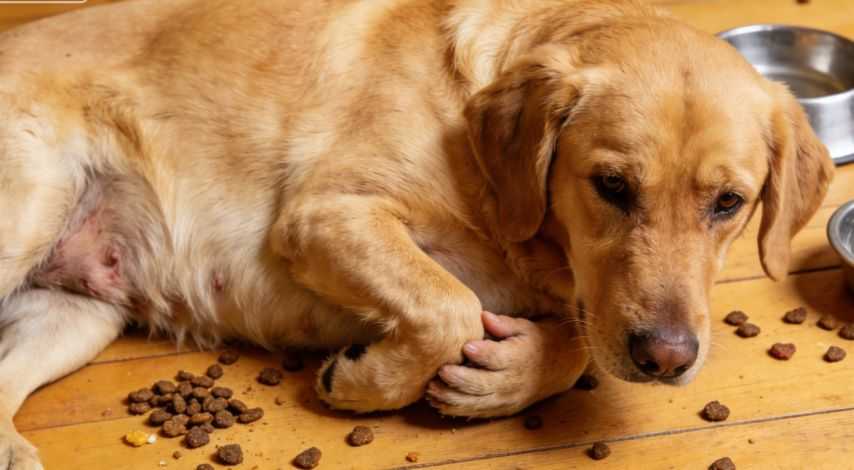 What To Feed a Dog With Diarrhea