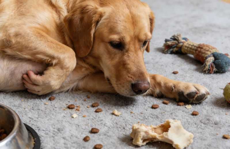 Why Is My Dog Throwing Up Yellow? Is It an Emergency?