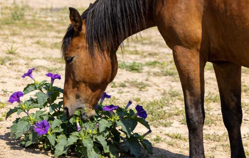 Nightshade Poisoning in Horses: Symptoms and Treatment
