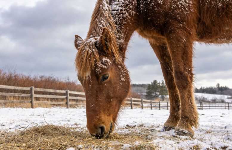 The Complete Winter Survival Guide for Horses