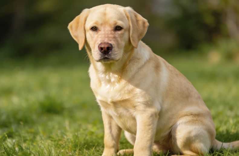 What to consider when switching a puppy's food?