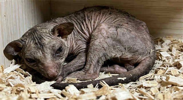Dehydration in Sugar Gliders