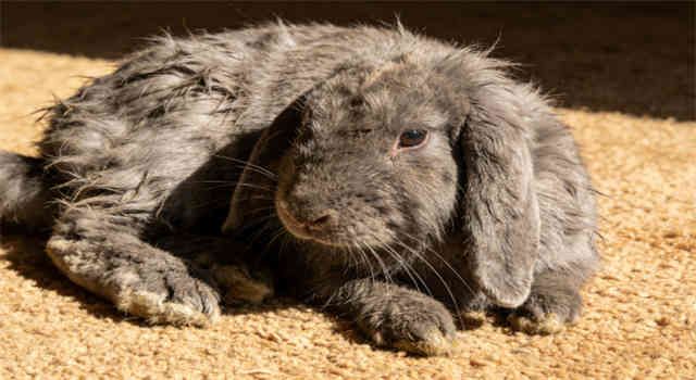 Gastrointestinal (GI) Stasis in Rabbits