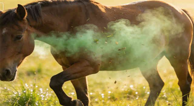 Natural Fly Spray for Horses: Benefits and How To Make Homemade Fly Spray