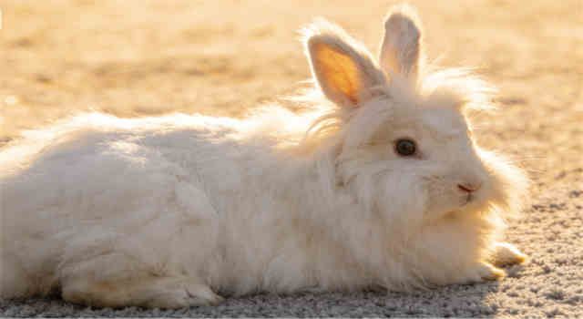 Angora Rabbit