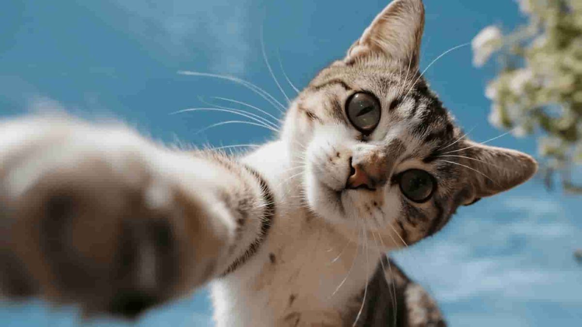 Archaeologists discover secret behind why we keep cats as pets