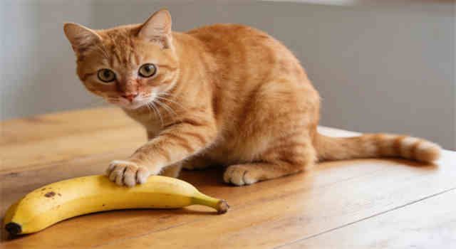 Can Cats Eat Bananas? 4 Keys to Feeding the Fruit to Your Cat Safely