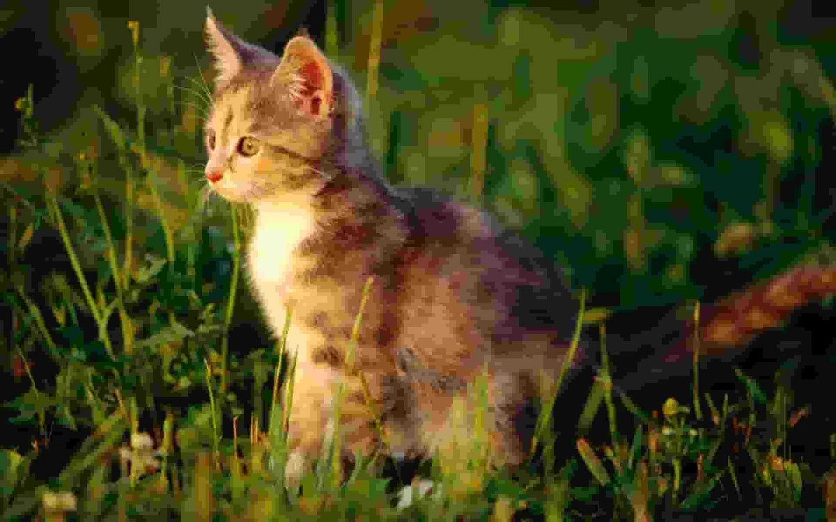 New study reveals the changing face of cat ownership