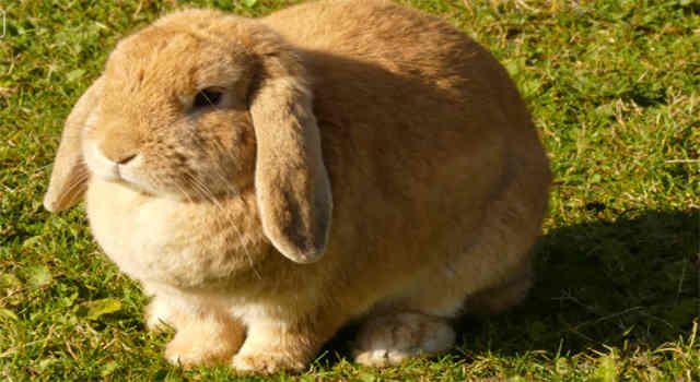 Obesity in Rabbits: Causes and How To Help Your Rabbit
