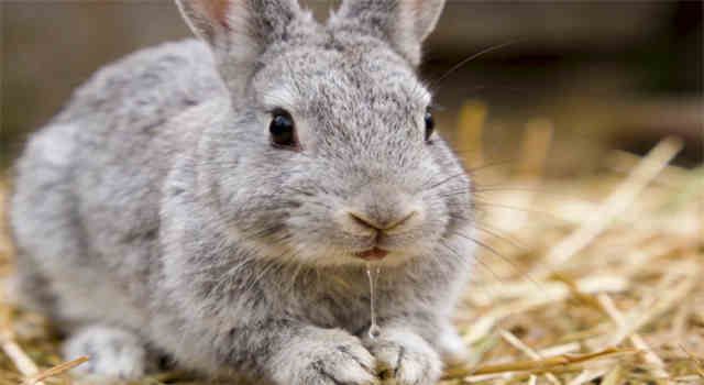 Rabbit Runny Nose: What To Do
