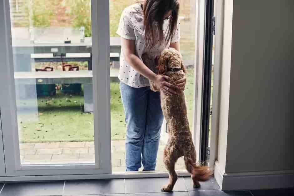 The real reason dogs get excited when you come home — it's not what you think
