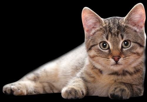 Louisiana woman arrested after cops discover 22 dead cats in her home including 14 stuffed inside a freezer