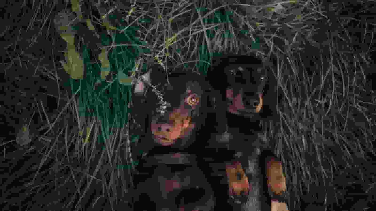Mini Dachshund Recognizes Best Friend at the Park—the Reaction Says It All