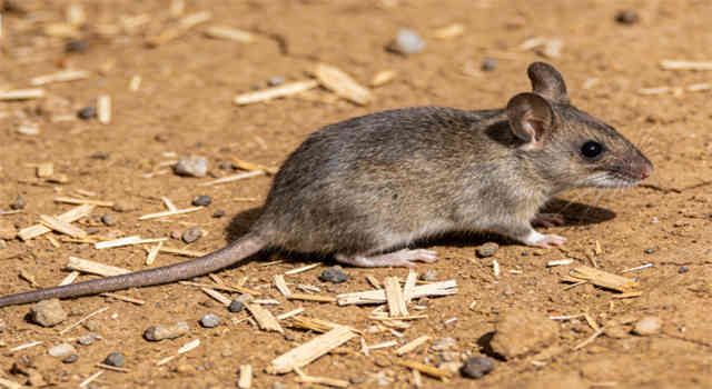 Rat Care Sheet