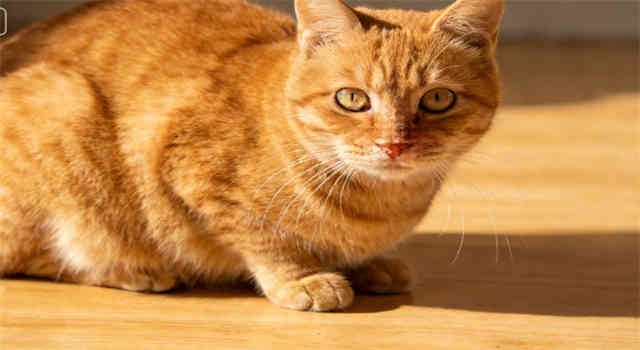 The 9 Best Vitamins for Cats—Plus Expert Advice for Supplementing Your Kitty's Diet