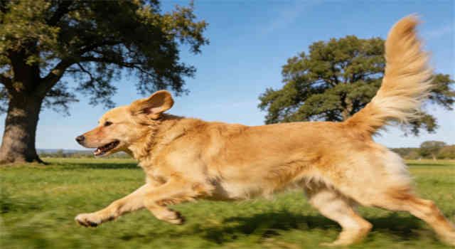 Why Do Dogs Eat Poop?