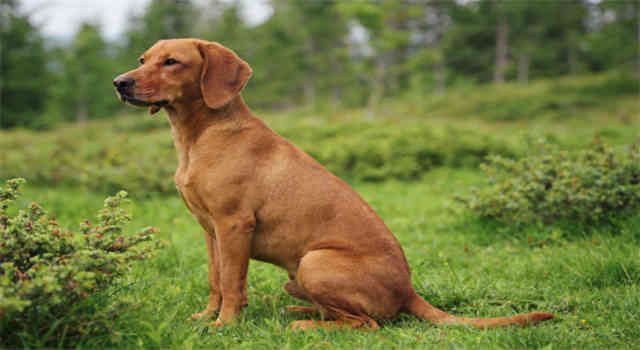 Why Do Dogs Look at You When They Poop?