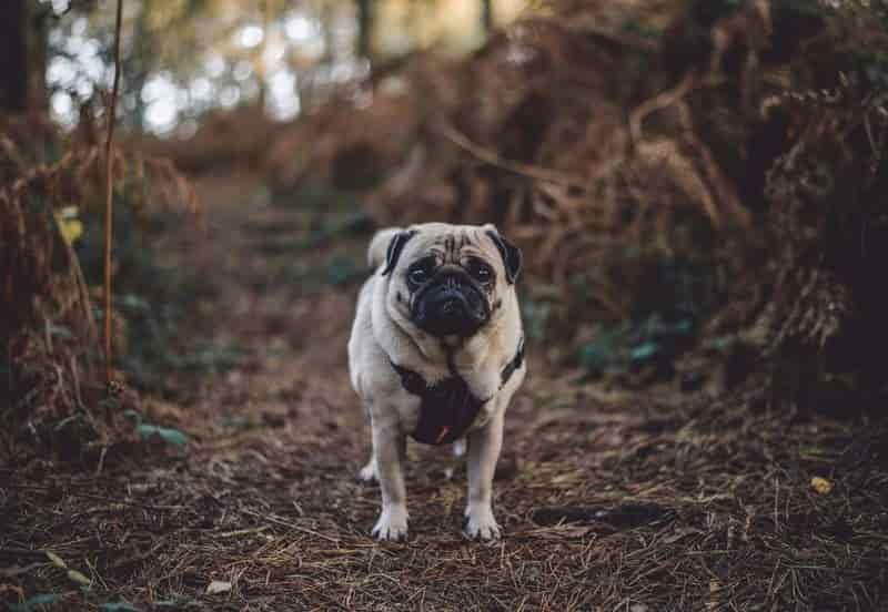 Australian pet owners warned to stay vigilant as 'severe' tick season approaches