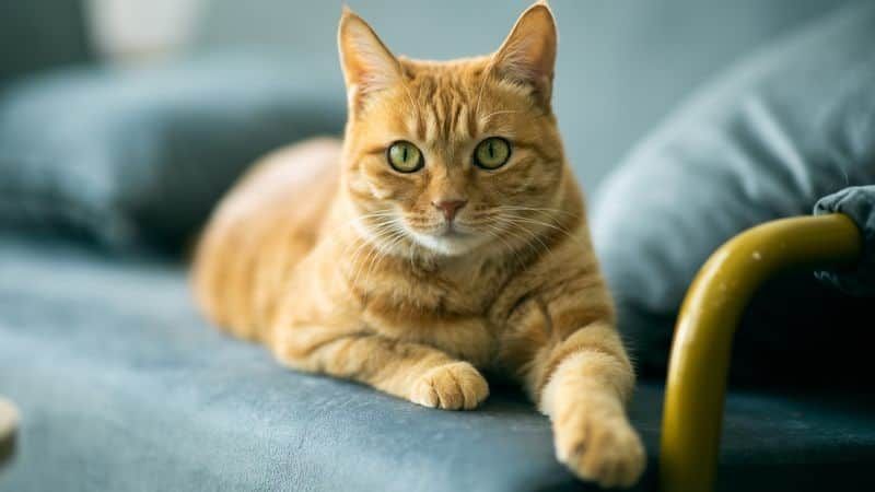 City of Melville introduces cat law with owners facing household limit and $300 fine