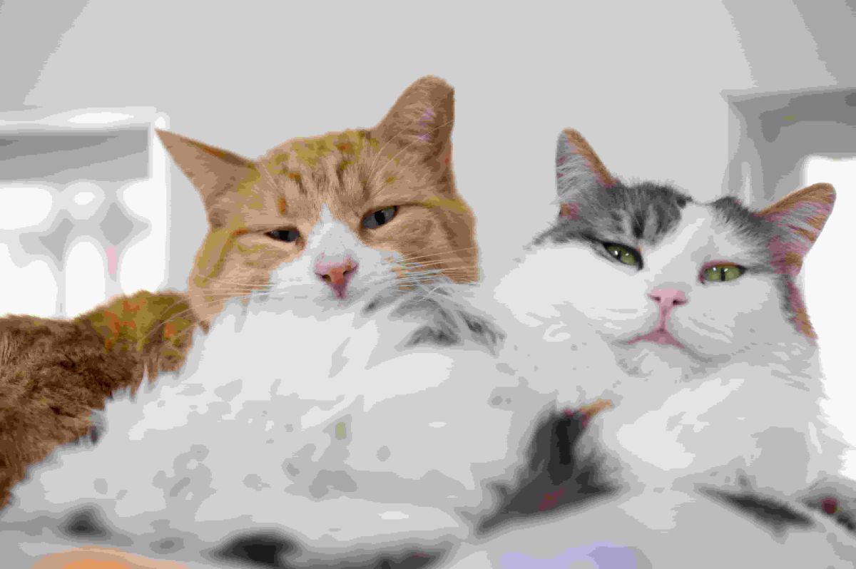 More than a dozen cats dead or sickened by bird flu in raw pet food, FDA says