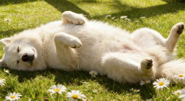 6 Dog Sleeping Positions and What They Mean