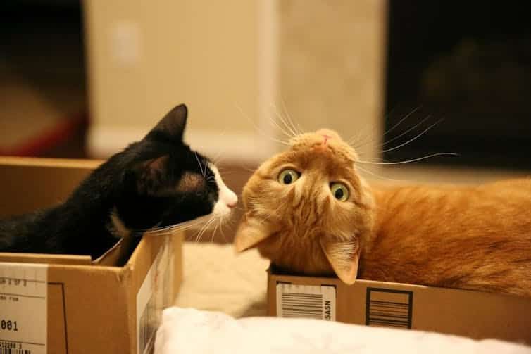 Can your cat recognise you by scent? New study shows it’s likely