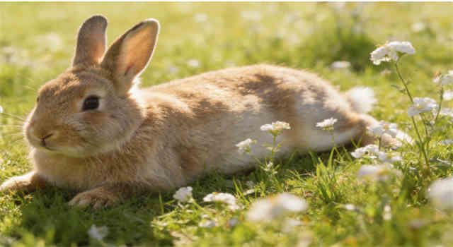 How to feed a Lionhead rabbit