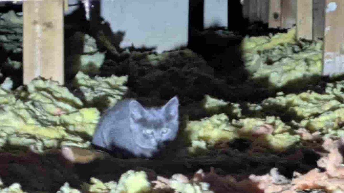 Kittens rescued after AirTag tracks mother to roof of B.C. shed