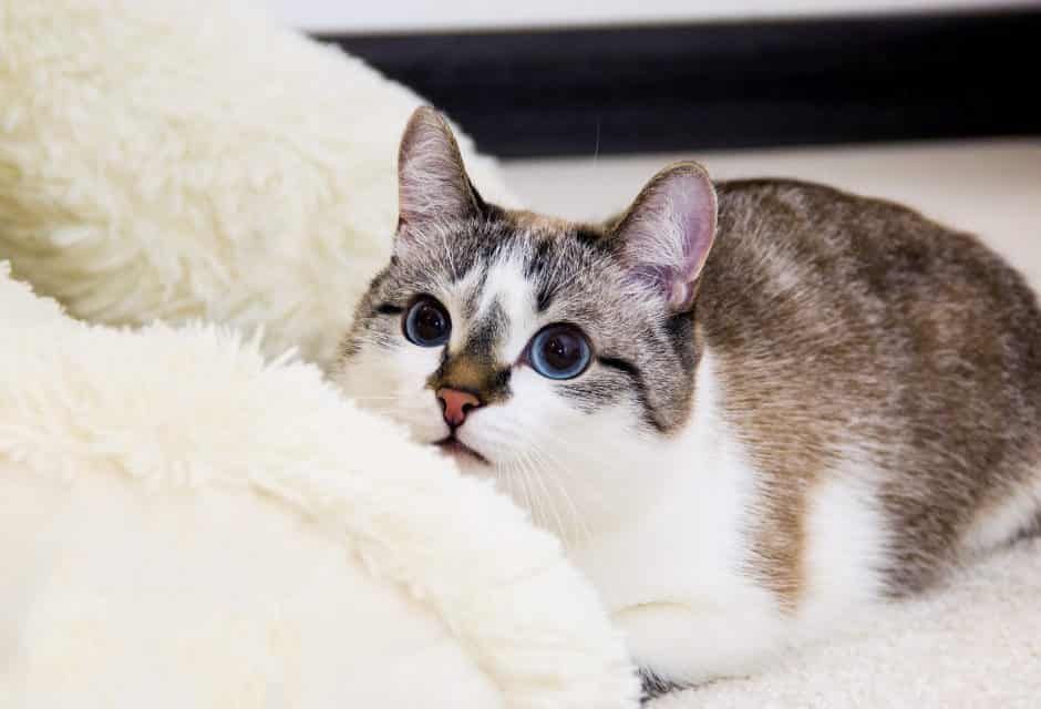A woman finds her cat after 10 years missing – and learns he never really left the neighbourhood