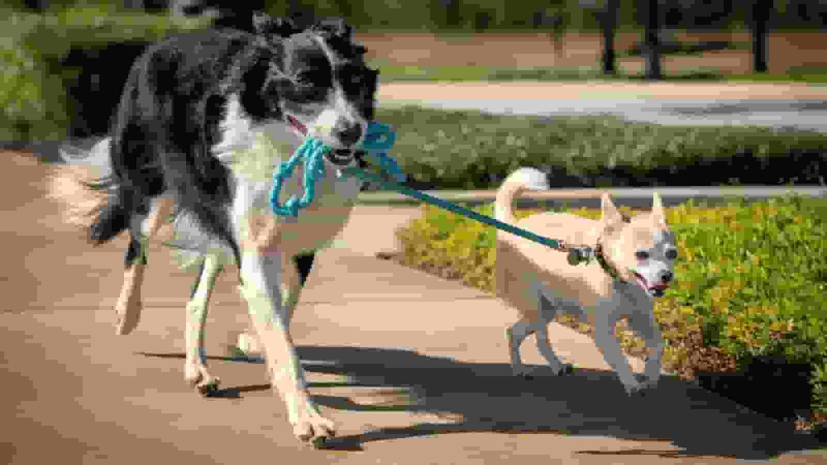 Dog reunited with its owners after it was allegedly stolen from Sydney home