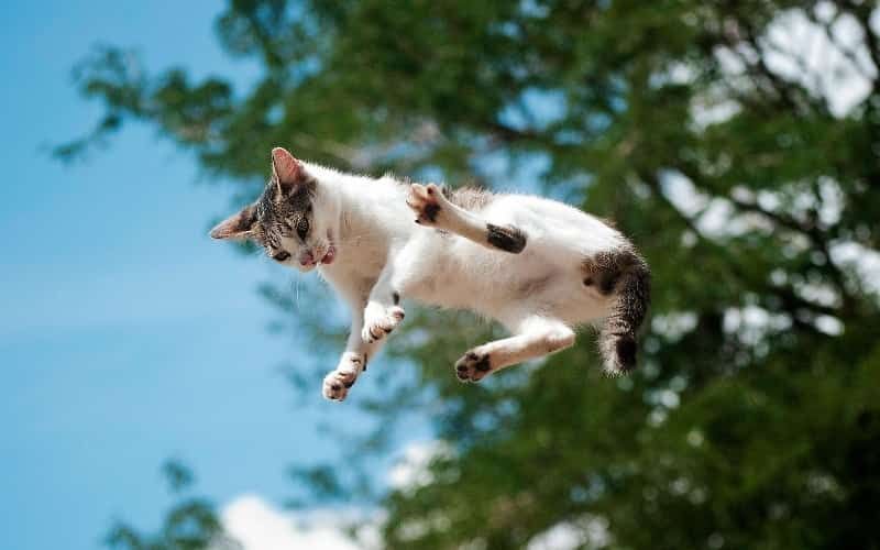 Warning to pet owners after cats die in suspected poisonings