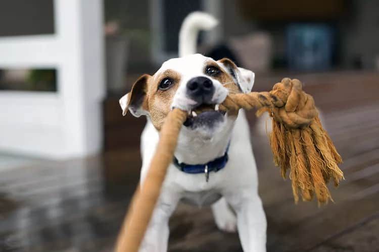 11 Fun Winter Activities With Dogs That Will Have You Both Howling With Joy