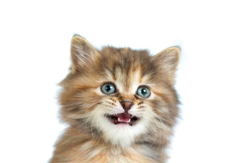 Guelph Humane Society urges owners to keep cats indoors after rise in deaths
