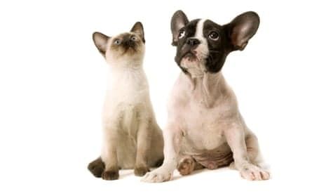 Pets travel guidelines and requirements for UAE residents to read before leaving the country