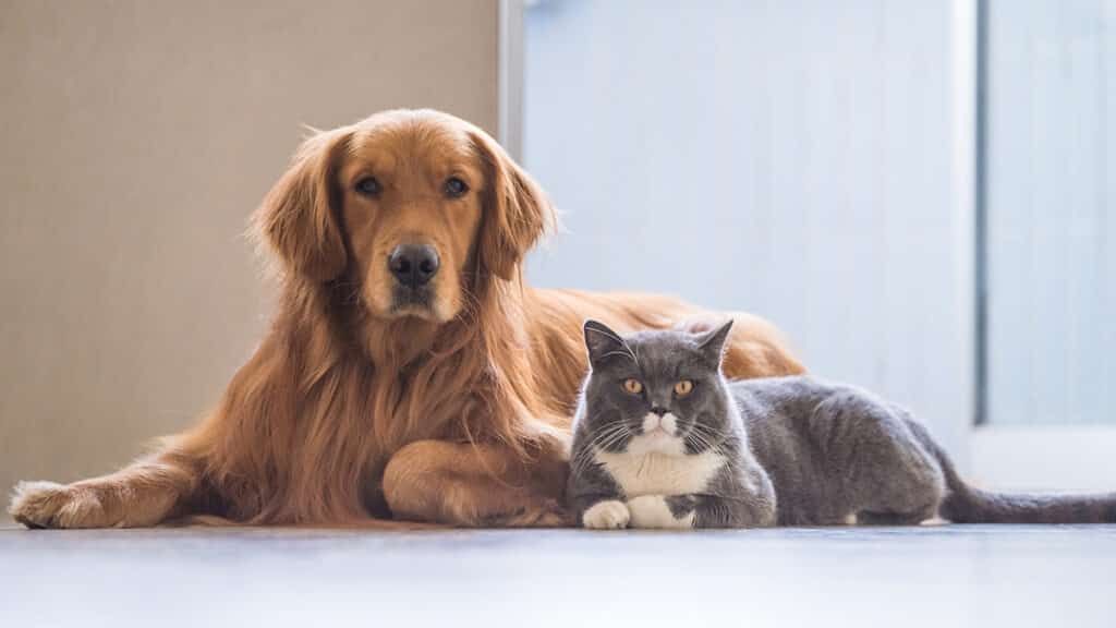 Quorum Federal Credit Union Treats Pets Like Family with New Total Pet Benefits Program