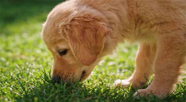 Why Do Dogs Eat Grass?
