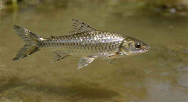 Barb Fish Care Sheet
