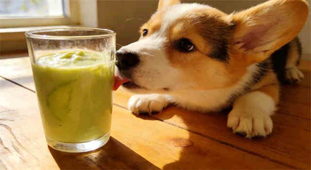 Can Dogs Eat Avocado? Probably Not